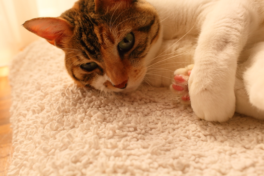 f:id:tdesu:20121022092442j:image