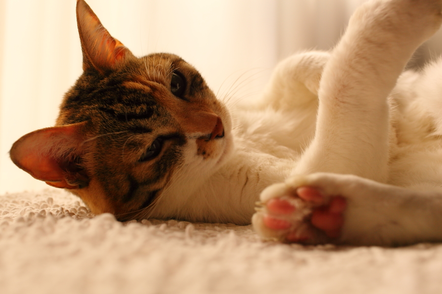 f:id:tdesu:20121022092443j:image