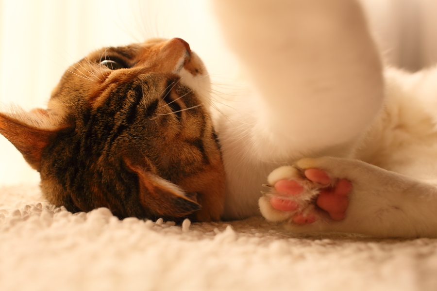 f:id:tdesu:20121022092444j:image
