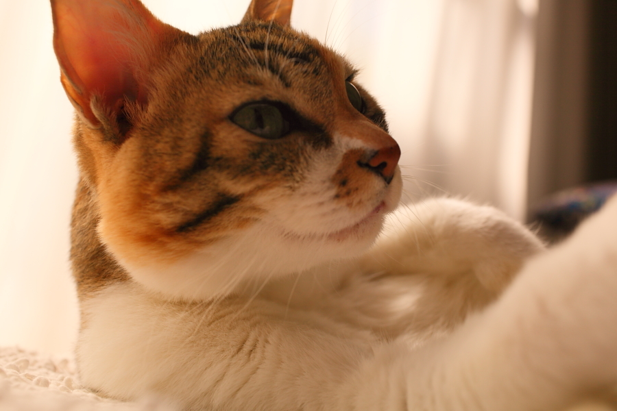 f:id:tdesu:20121022092445j:image
