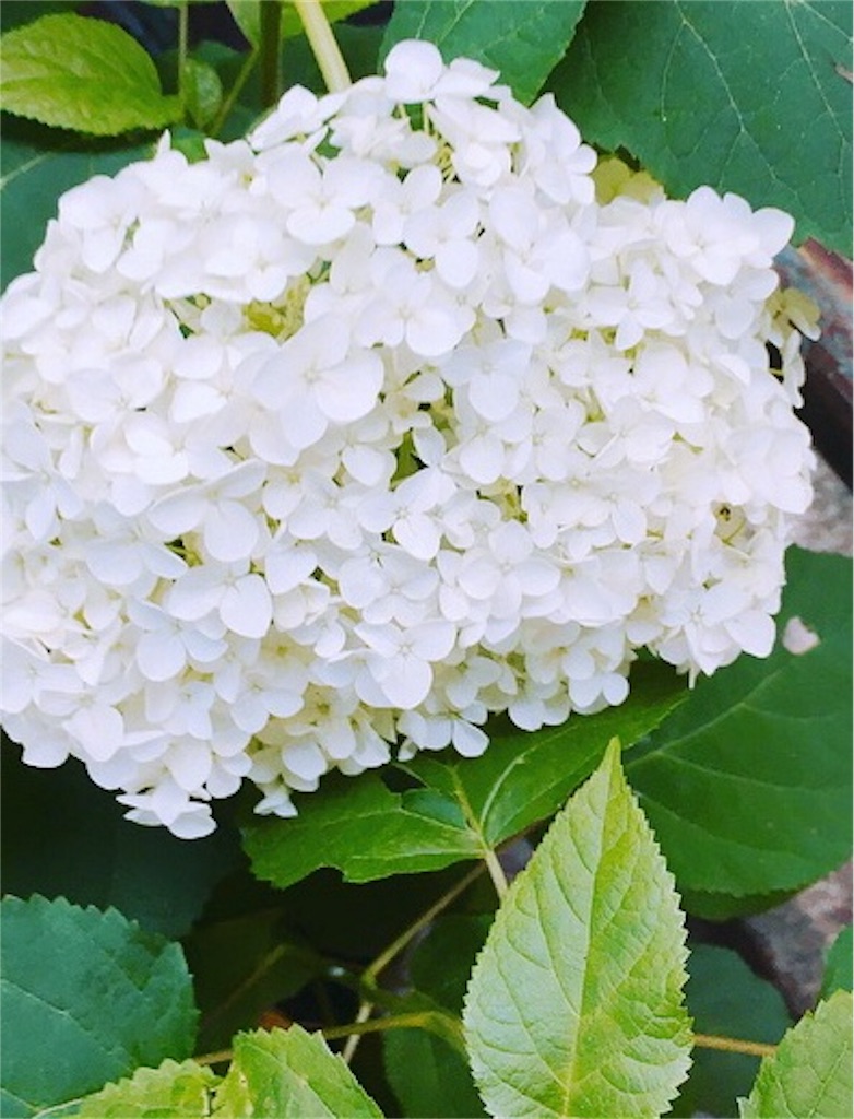 f:id:tea104tea:20190630074425j:image f:id:tea104tea:20190630074425j:image
