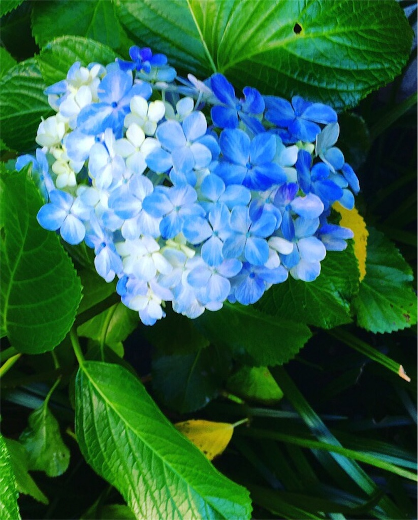 f:id:tea104tea:20190630074453j:image f:id:tea104tea:20190630074453j:image