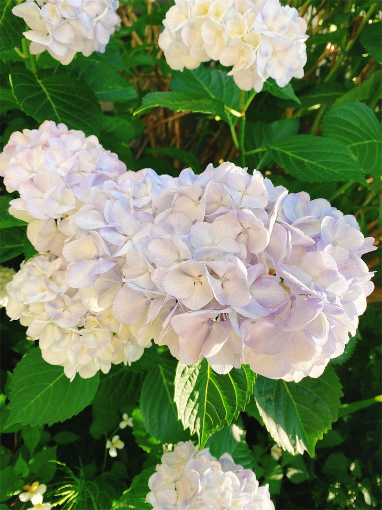 f:id:tea104tea:20200610082404j:image f:id:tea104tea:20200610082404j:image