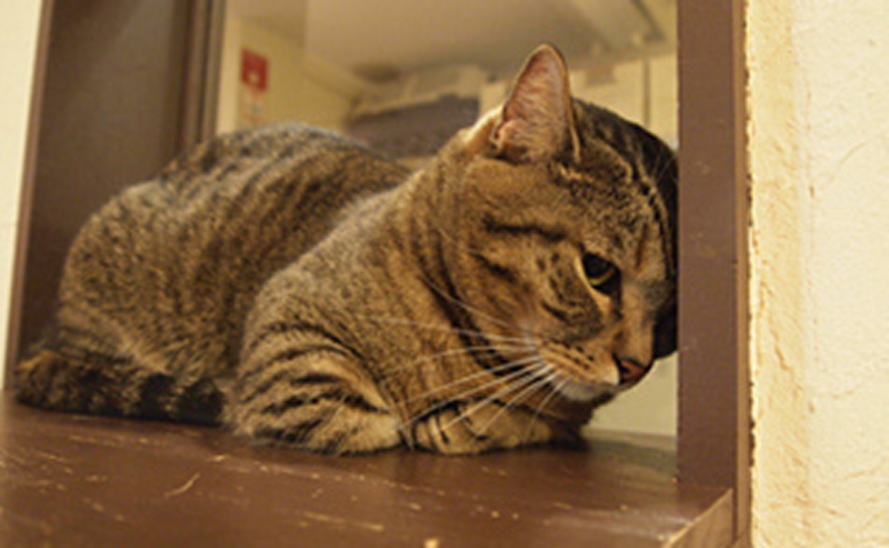 しょんぼりーぬ Tea3pm