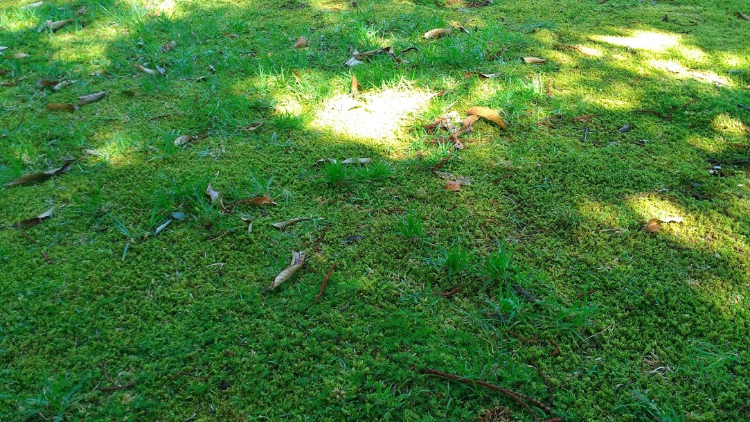 f:id:tea_tree:20200909232214j:plain f:id:tea_tree:20200909232214j:plain