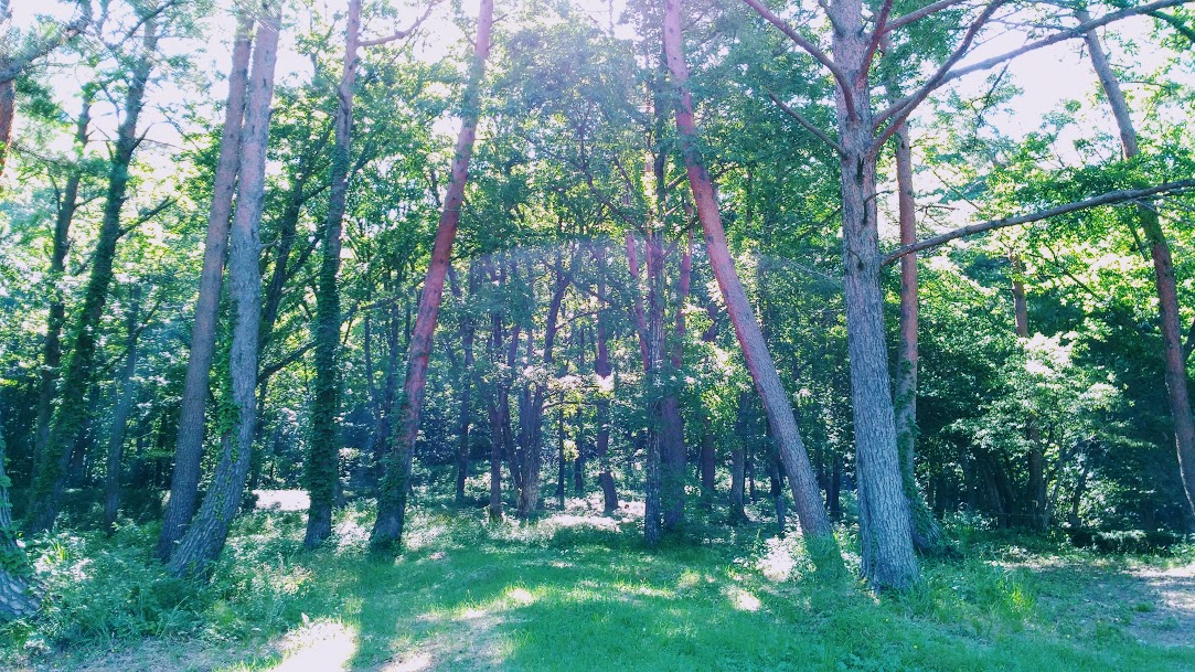 f:id:tea_tree:20200921004124j:plain f:id:tea_tree:20200921004124j:plain