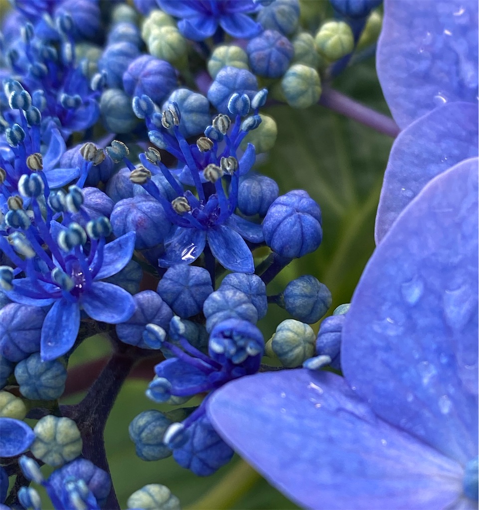 f:id:team0x:20200803085535j:image f:id:team0x:20200803085535j:image