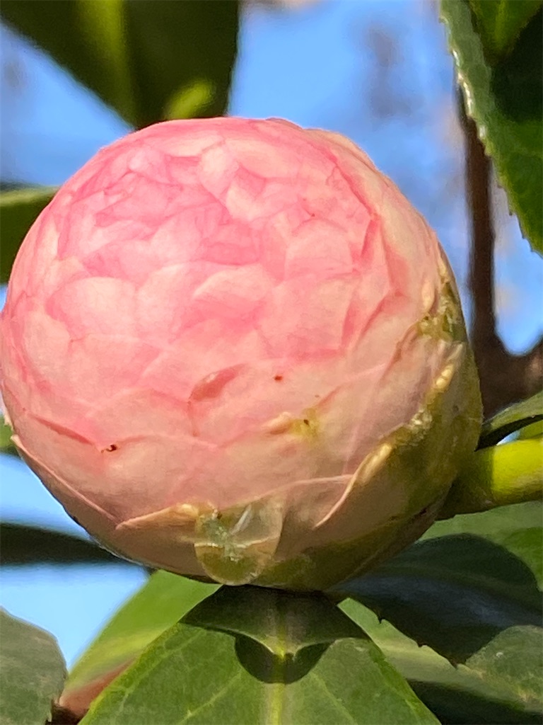 f:id:team0x:20210405105411j:image f:id:team0x:20210405105411j:image