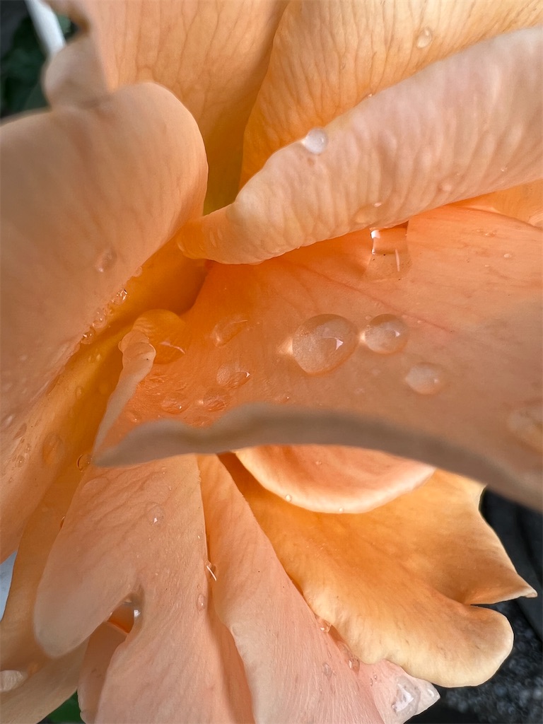 f:id:team0x:20220622073846j:image