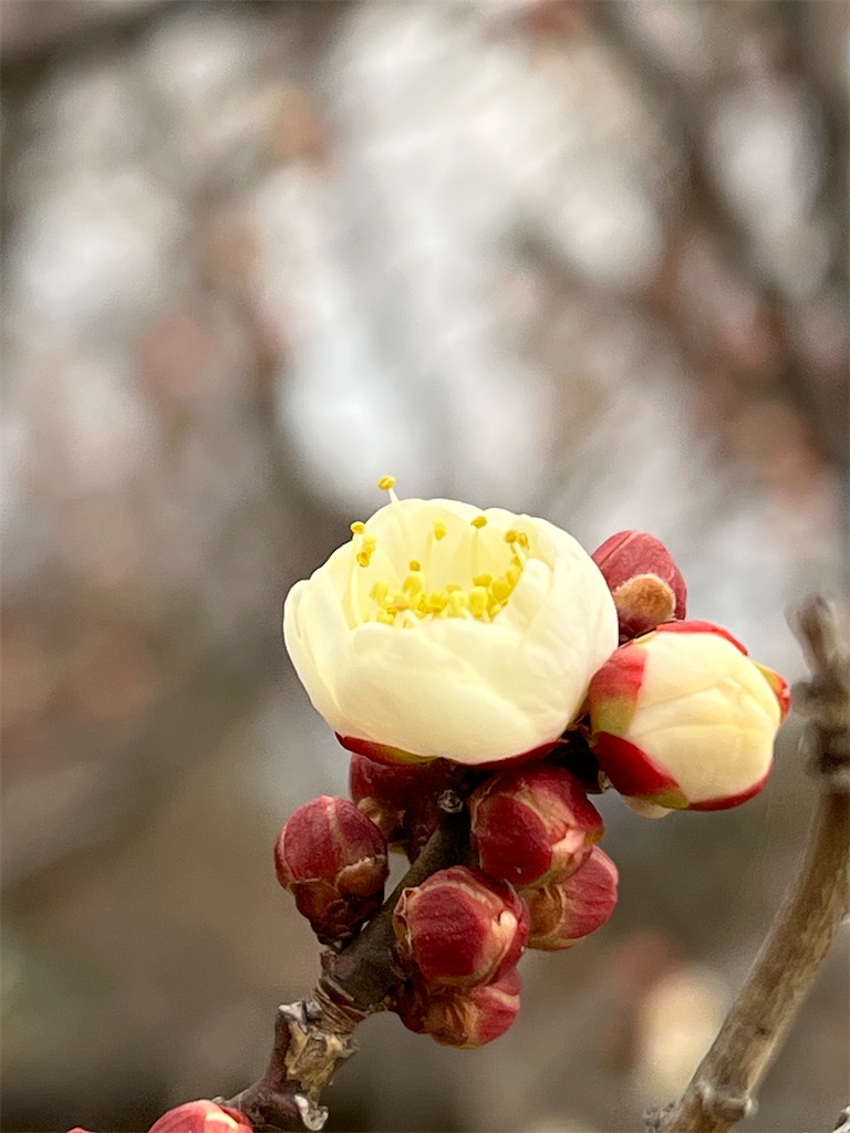 f:id:team0x:20230122184250j:image f:id:team0x:20230122184250j:image