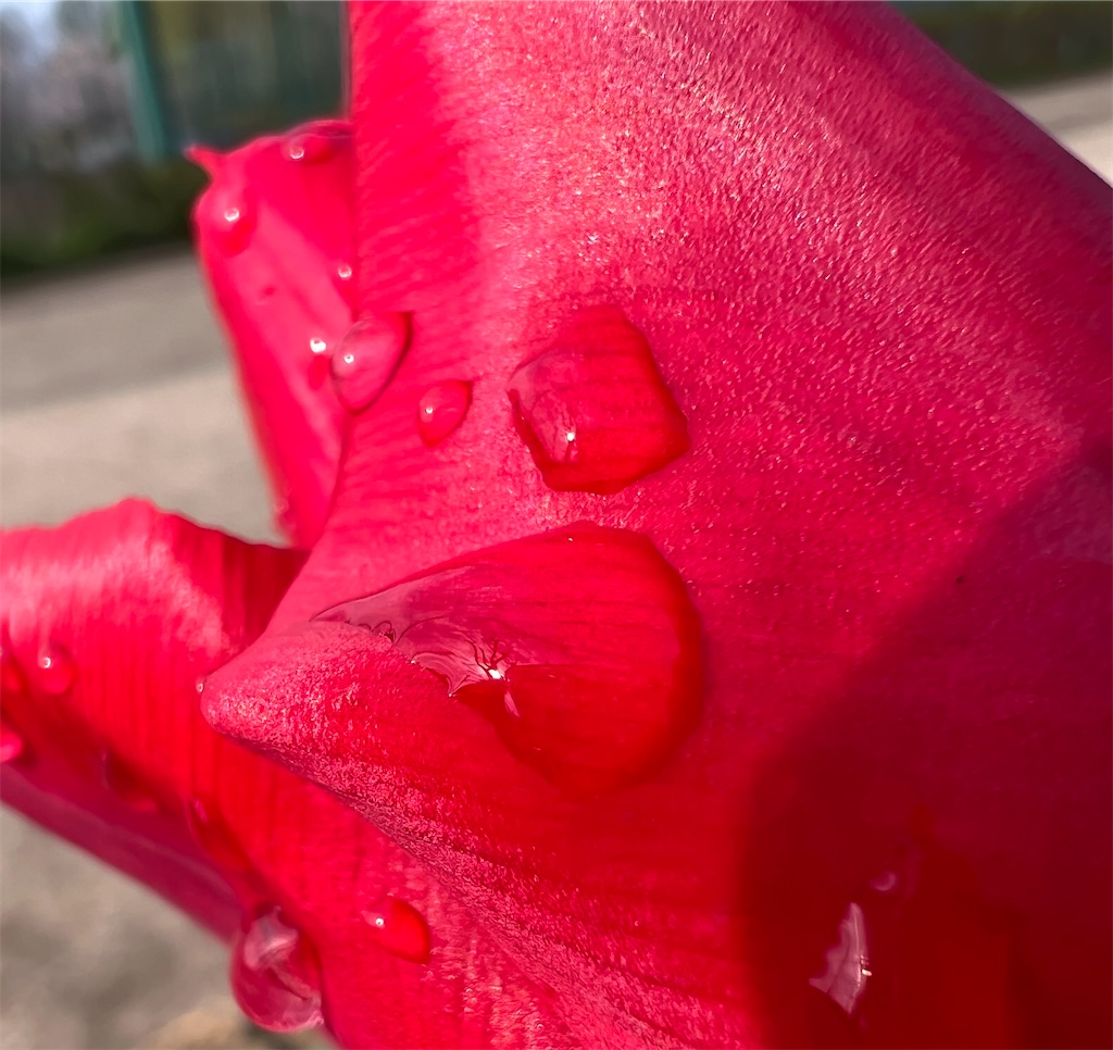 f:id:team0x:20230416185431j:image