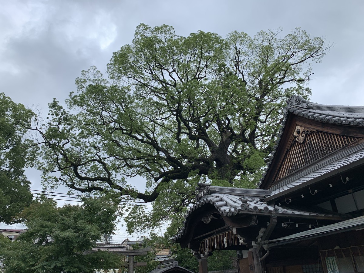 f:id:team1080:20190630154214j:plain f:id:team1080:20190630154214j:plain