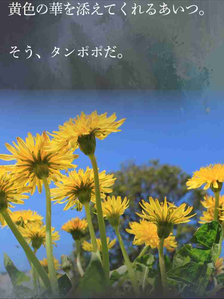 f:id:team3kazu:20190424214635j:plain f:id:team3kazu:20190424214635j:plain