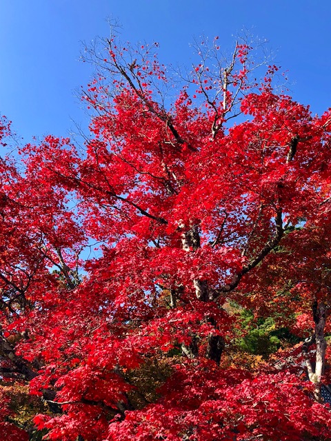 開山お手植のカエデ