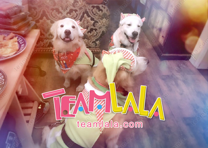 f:id:teamlala:20171027121320j:plain