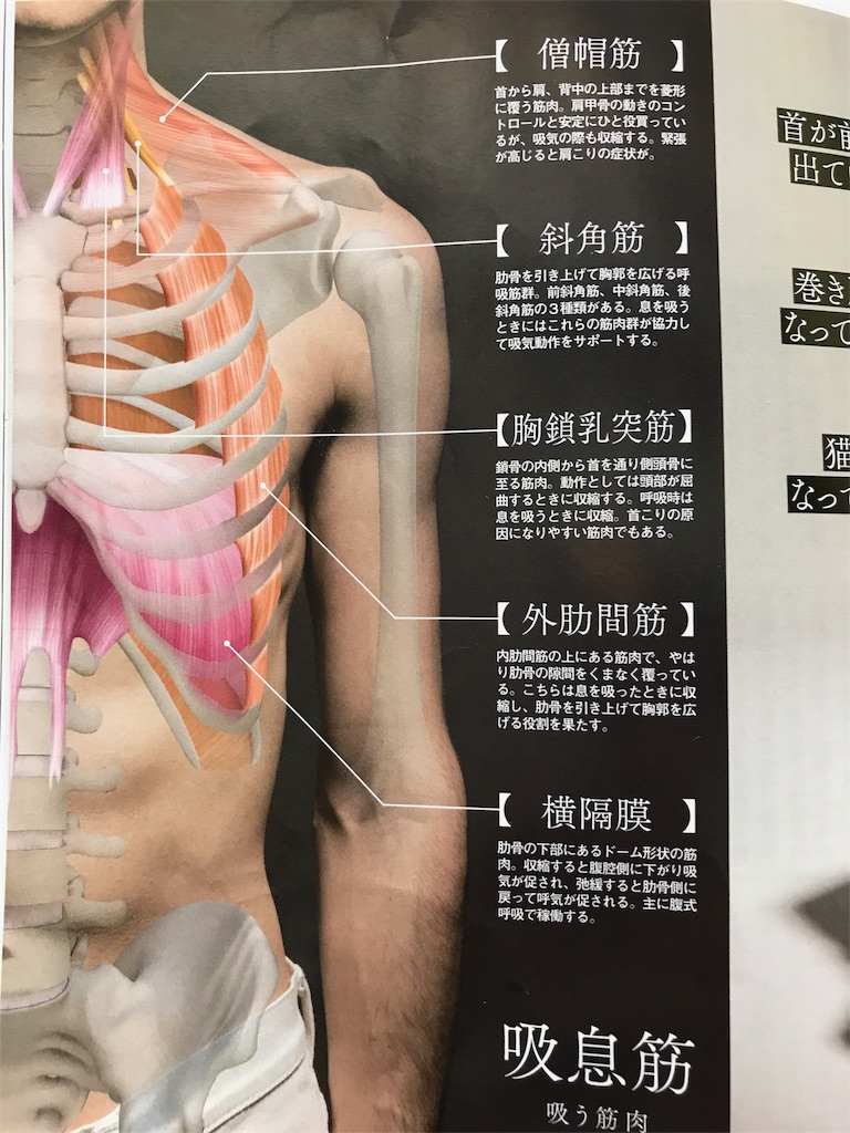 呼吸について Earnest Tennis Academyのブログ