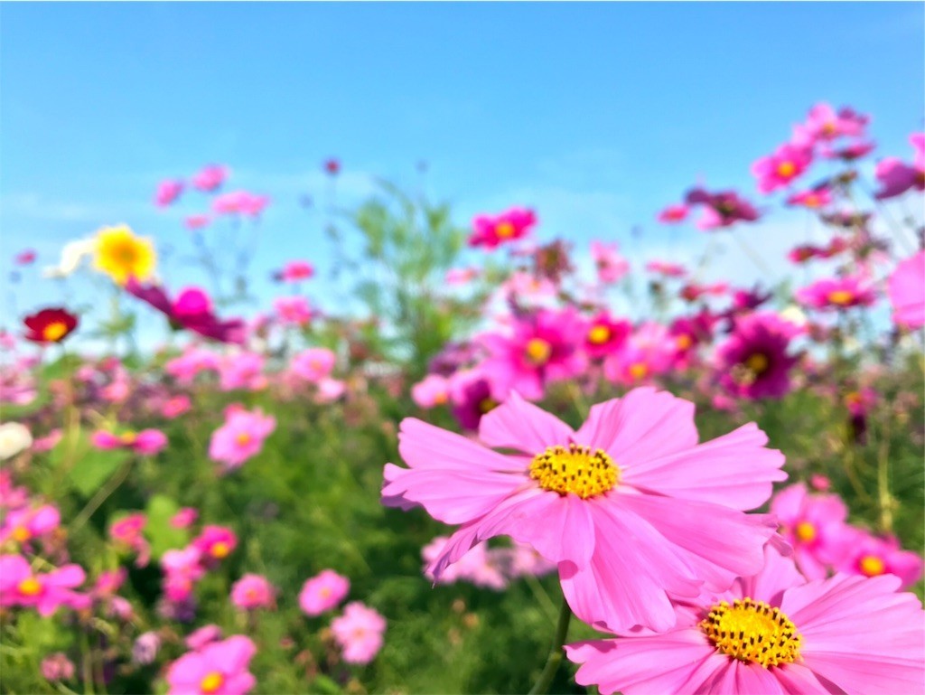 f:id:teamo:20191102232036j:image