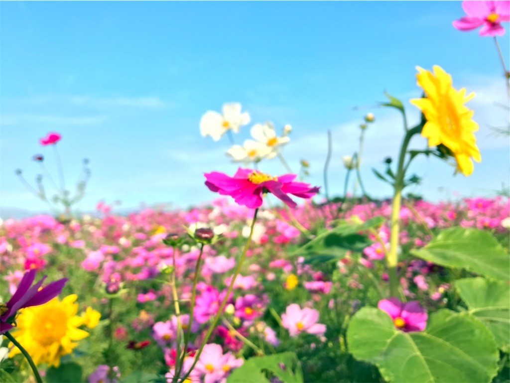 f:id:teamo:20191102232040j:image