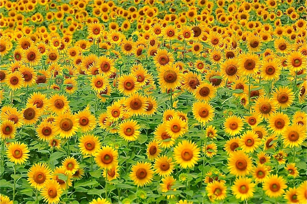 f:id:teampirka:20180717075250j:plain f:id:teampirka:20180717075250j:plain