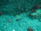 [ダイビング][三宅島]