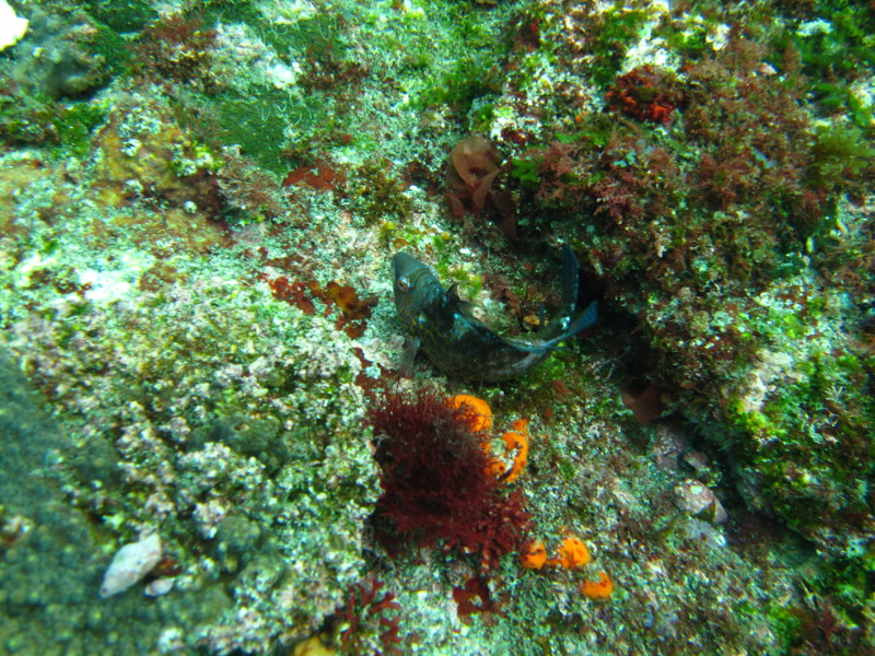 [ダイビング][三宅島]