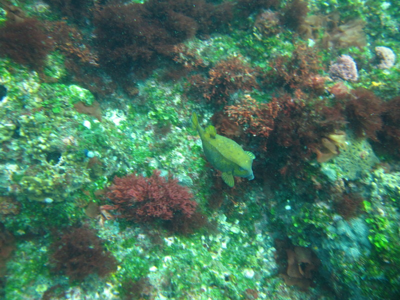 [ダイビング][三宅島]