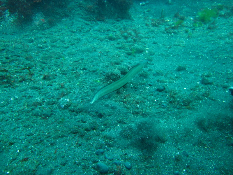 [ダイビング][三宅島]