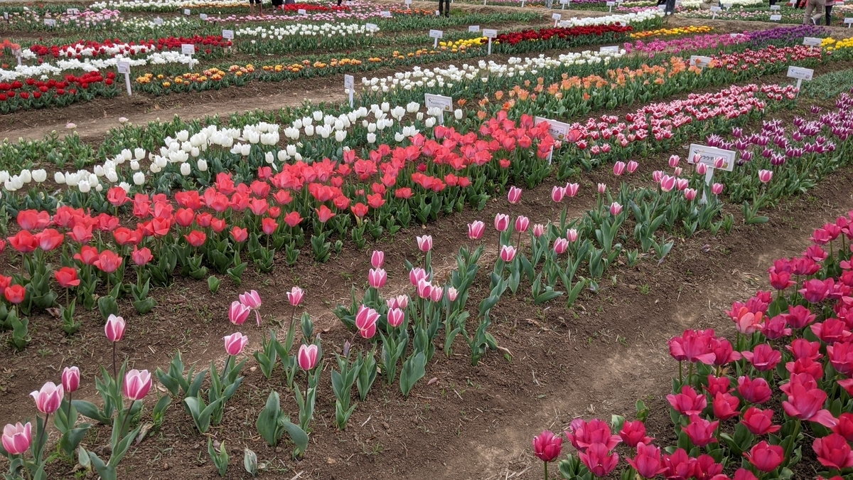 f:id:tears_of_ruby_grapefruit:20210414020225j:plain