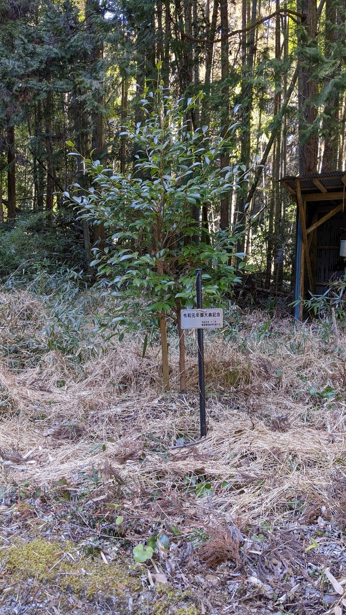 f:id:tears_of_ruby_grapefruit:20220326002228j:plain