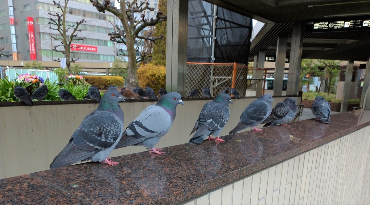 f:id:tebasaki-penguin:20190409152842j:plain f:id:tebasaki-penguin:20190409152842j:plain