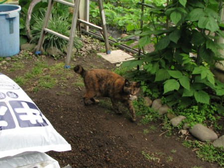 f:id:tebike:20120530133043j:image