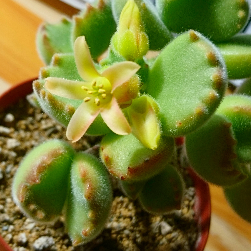 熊童子の花が咲きました 手袋王子のブログ