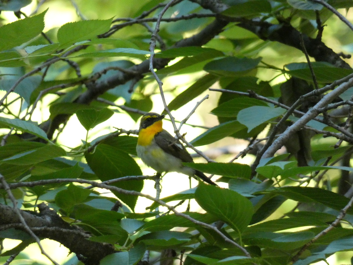 f:id:tecchan787:20190602201224j:plain