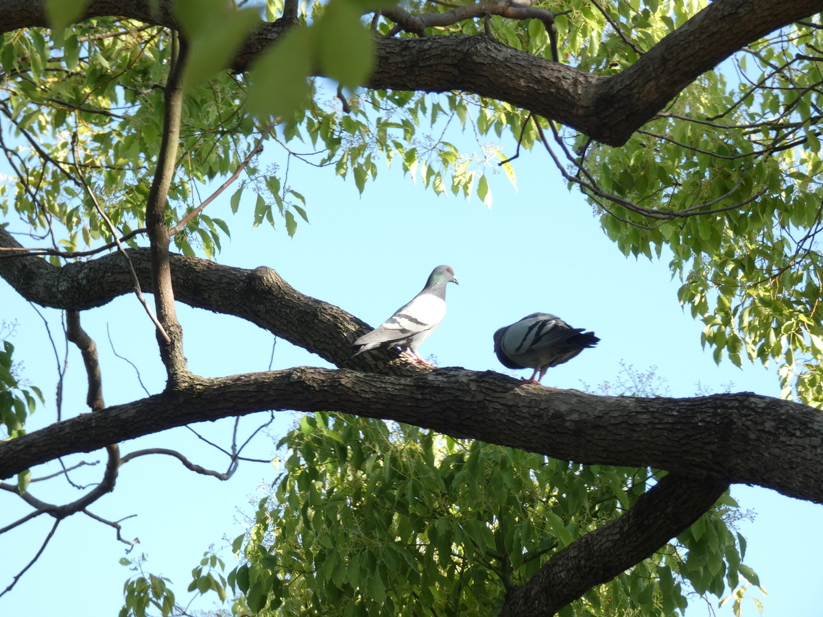 f:id:tecchan787:20190602201742j:plain