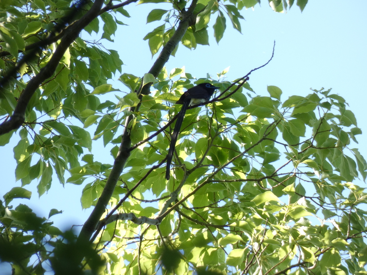 f:id:tecchan787:20190602213944j:plain