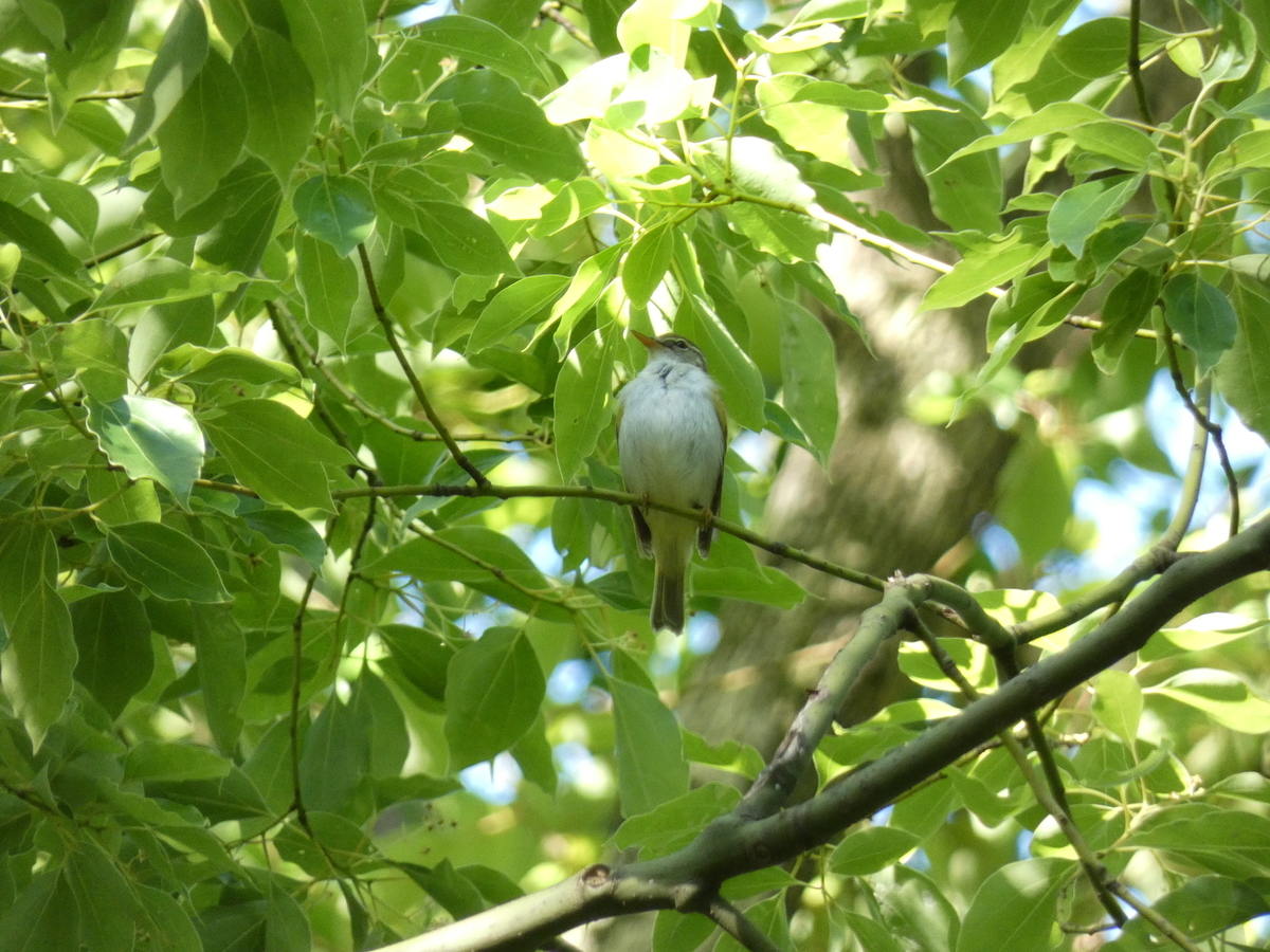 f:id:tecchan787:20190602220654j:plain