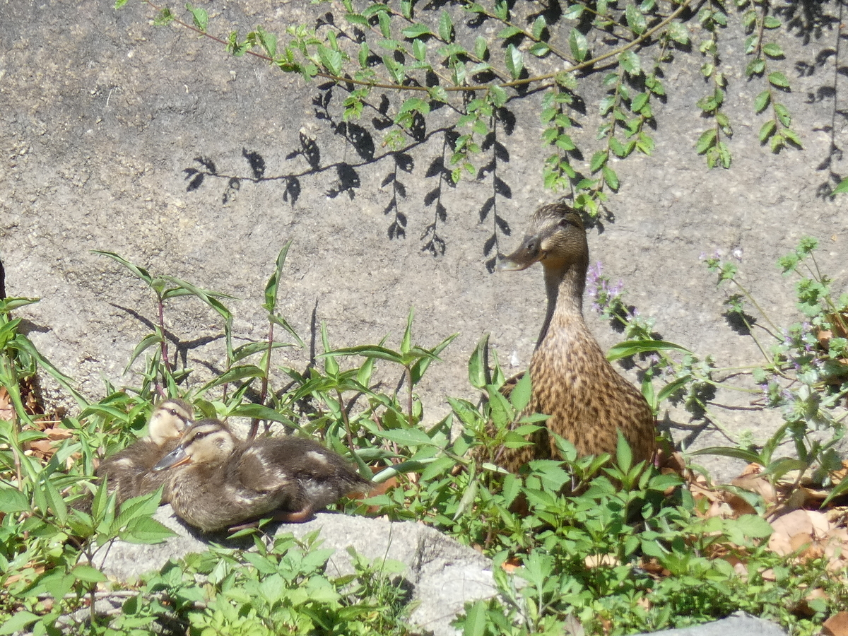 f:id:tecchan787:20190602220853j:plain