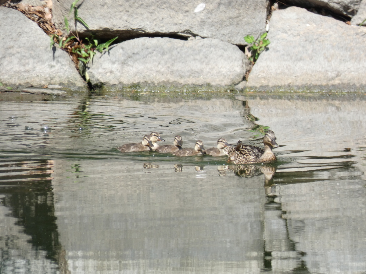 f:id:tecchan787:20190602221011j:plain