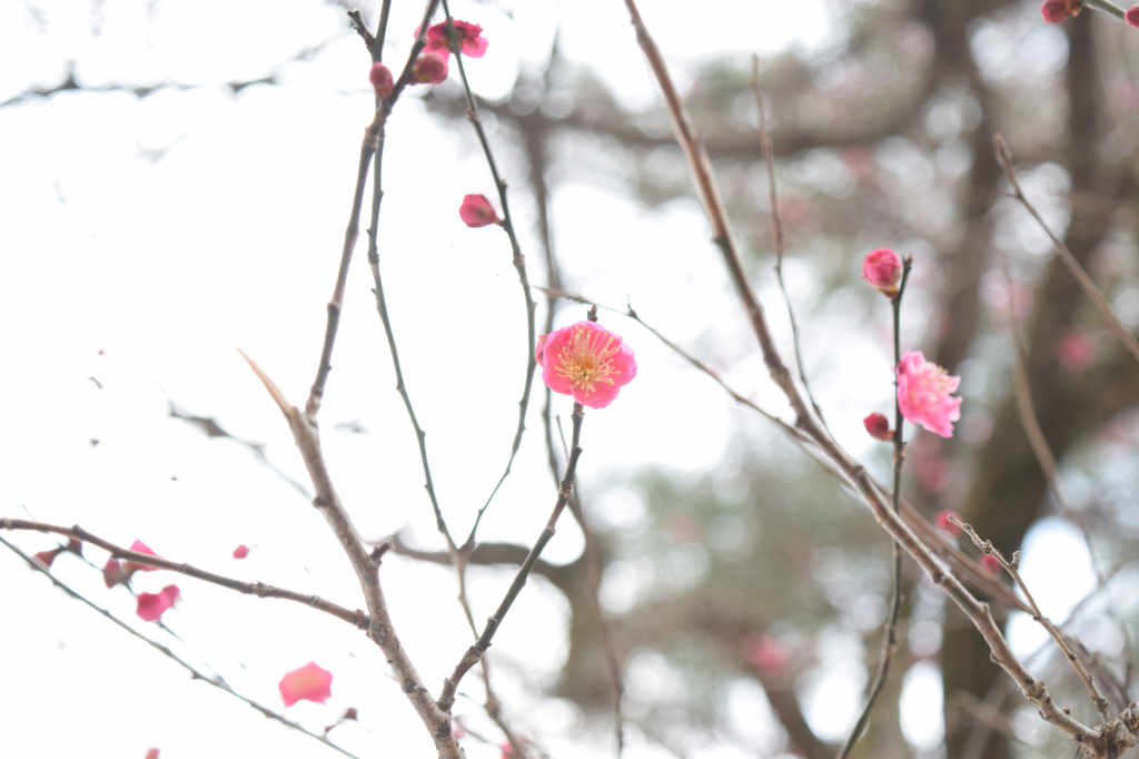 f:id:tech-hiro-saionji:20180205090603j:plain f:id:tech-hiro-saionji:20180205090603j:plain