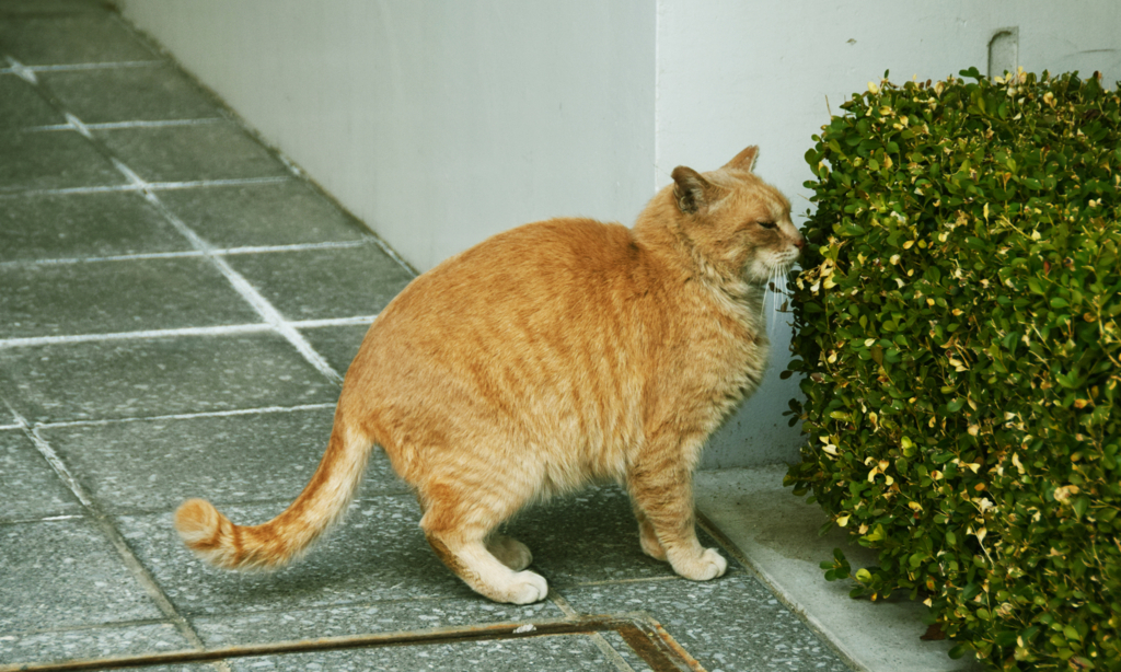 f:id:tech-hiro-saionji:20180321140416j:plain f:id:tech-hiro-saionji:20180321140416j:plain