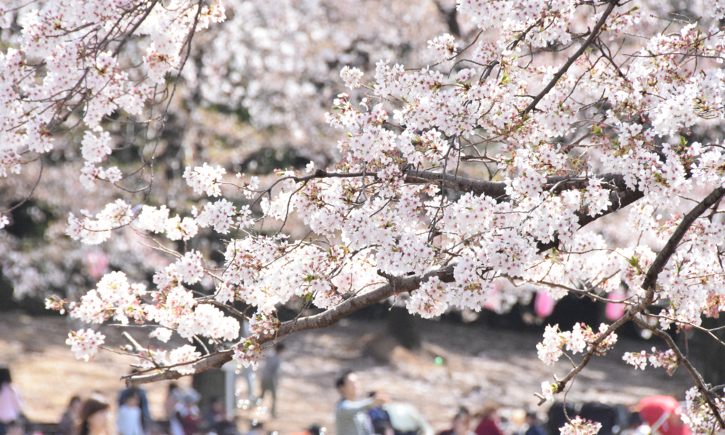 f:id:tech-hiro-saionji:20180402093347j:plain f:id:tech-hiro-saionji:20180402093347j:plain