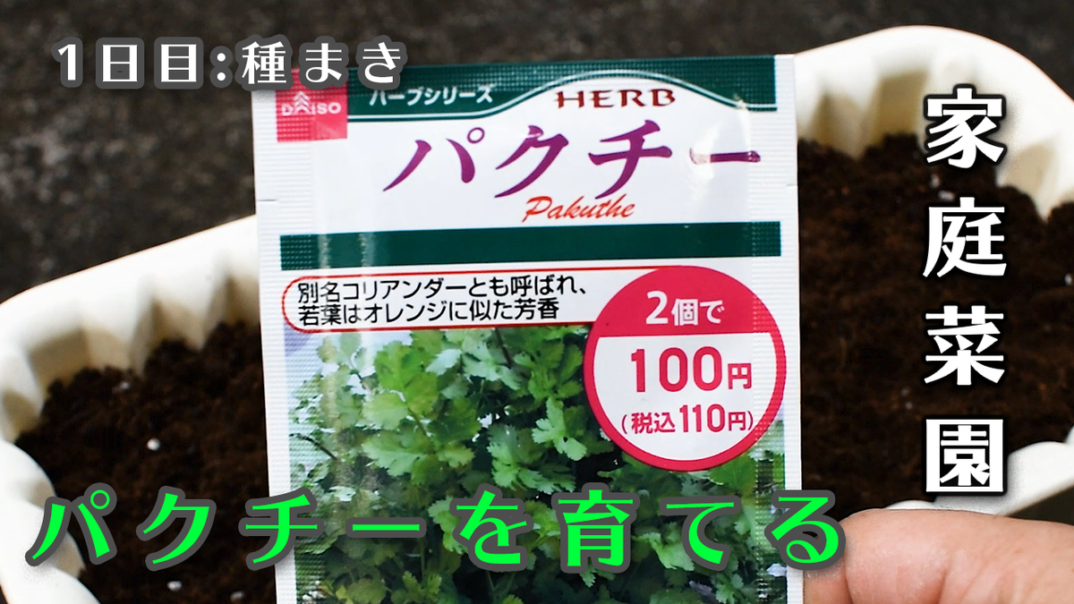 パクチーを育てる