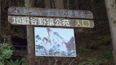野猿5