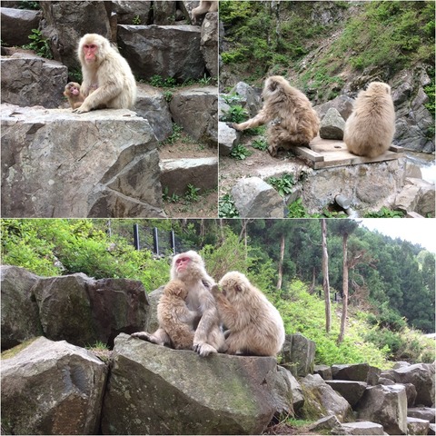 サル