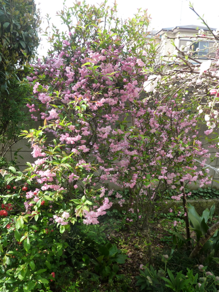f:id:tedokunusi:20180403195854j:plain f:id:tedokunusi:20180403195854j:plain