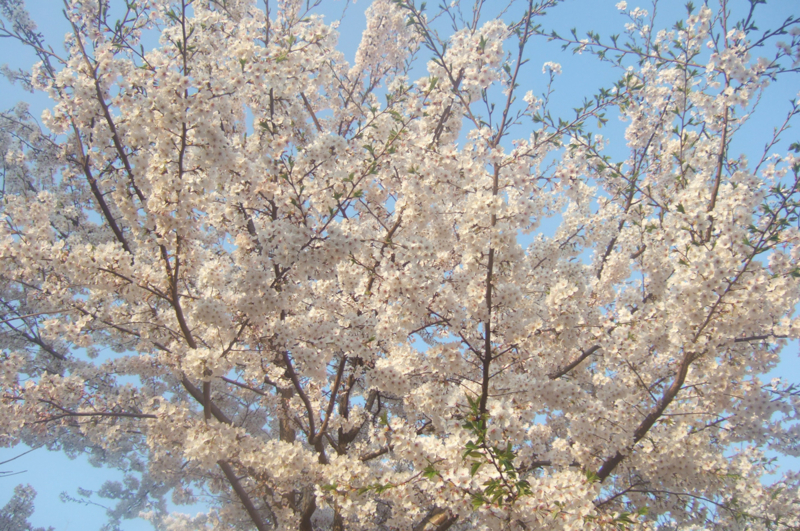 f:id:tee-mine:20090406163904j:image
