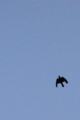 20100502045800