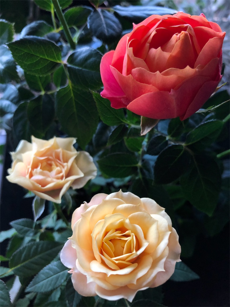 f:id:tef_rose:20190424034321j:image