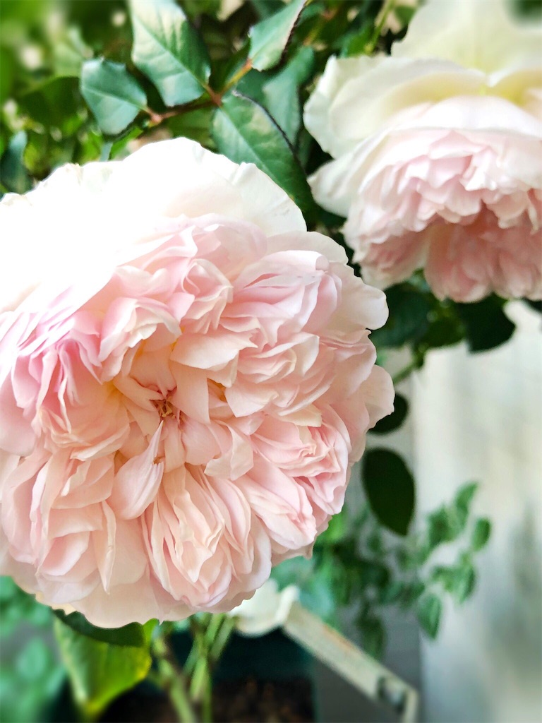 f:id:tef_rose:20190424034433j:image
