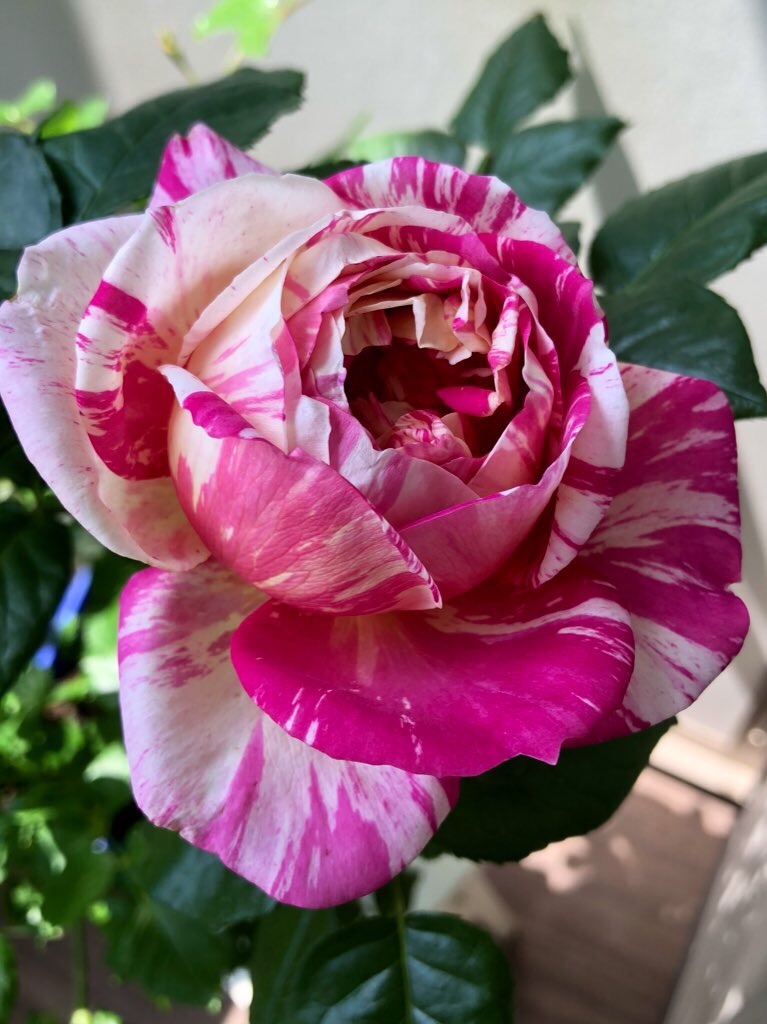 f:id:tef_rose:20190424034535j:image